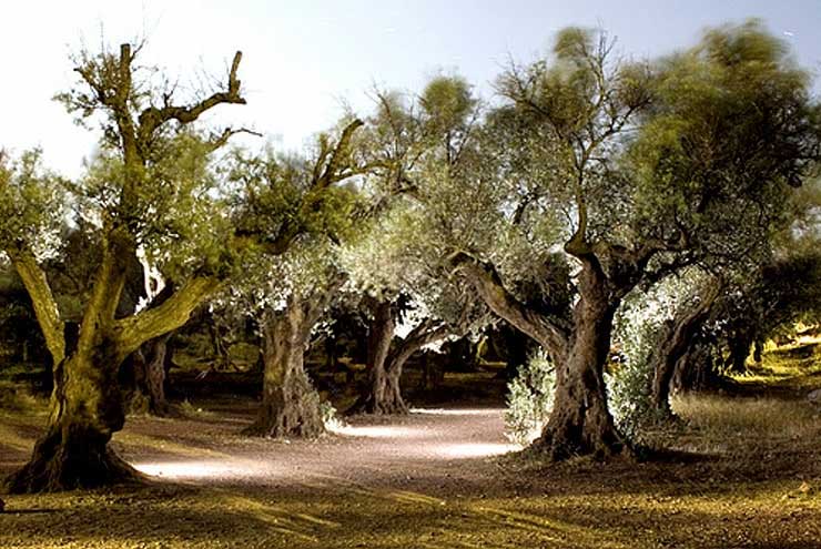 Los olivos de la Virgen y La Carrasca Centenaria de Rodanas